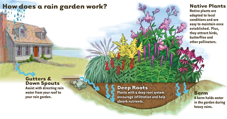 How a rain garden works